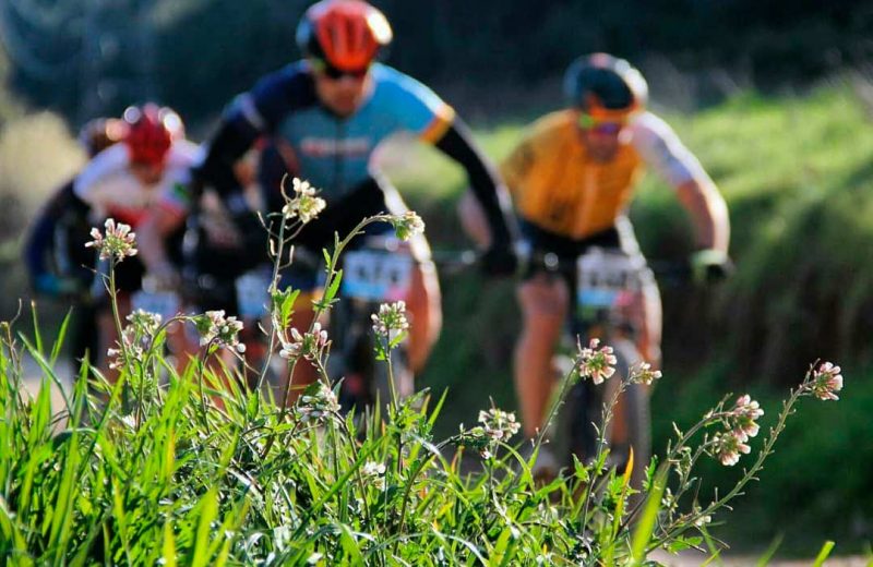 flors primavera a la volcat