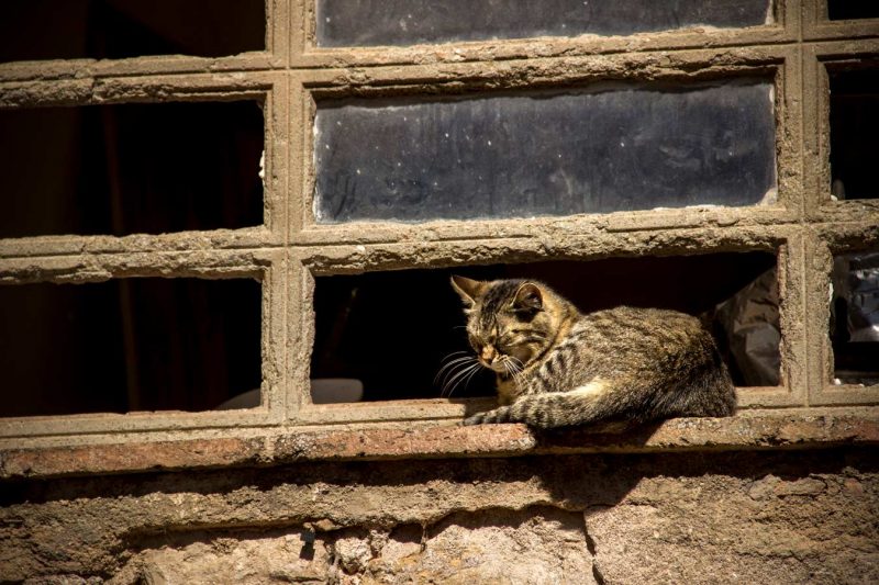 gat al sol san joan de mediona els agullons cervesa artesana