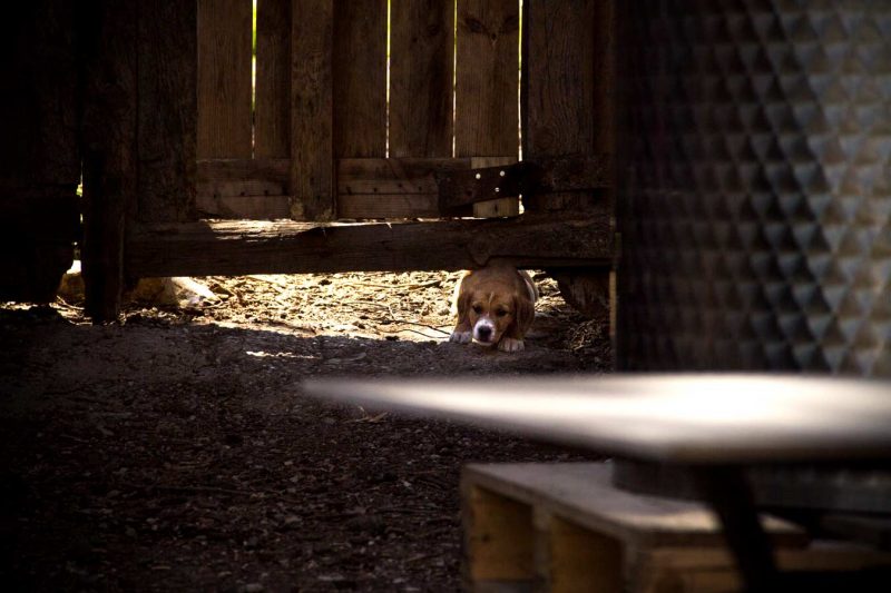 gos a san joan de mediona els agullons cervesa artesana