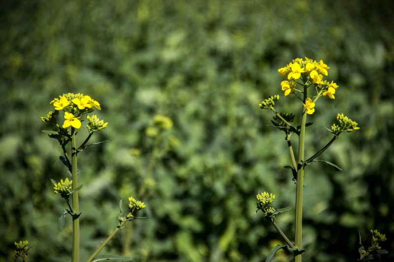 primeres flors grogues colza