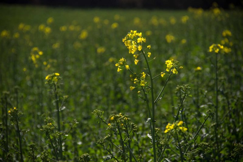 primera colza floració