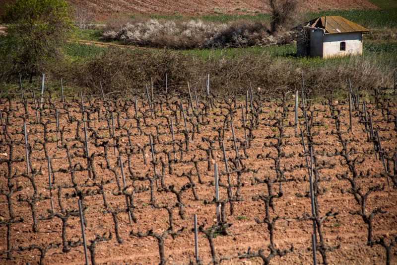 vinya colza floració