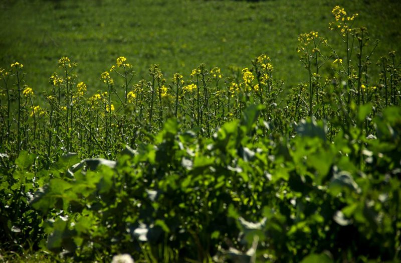la primera colza floració