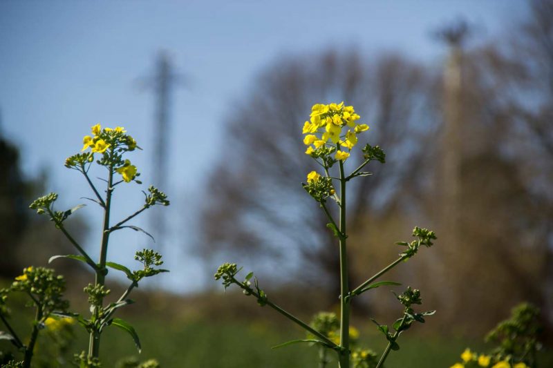 colza san joan mediona