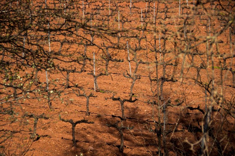 vinya vermella els agullons san joan de mediona