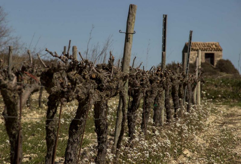 vinya torrebusqueta la llacuna anoia