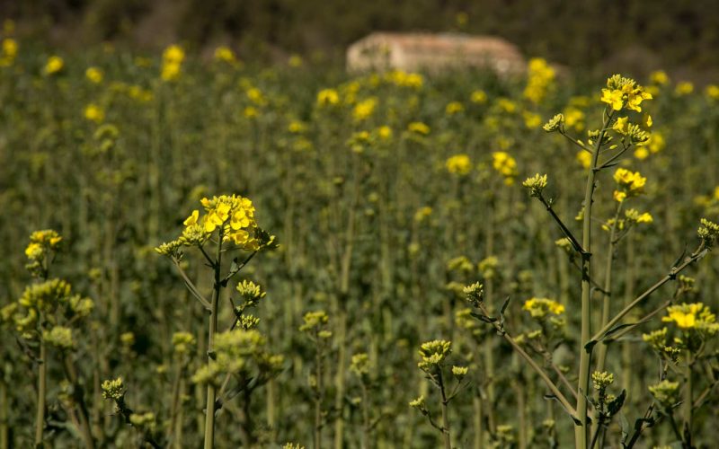 masia la llacuna camps colza
