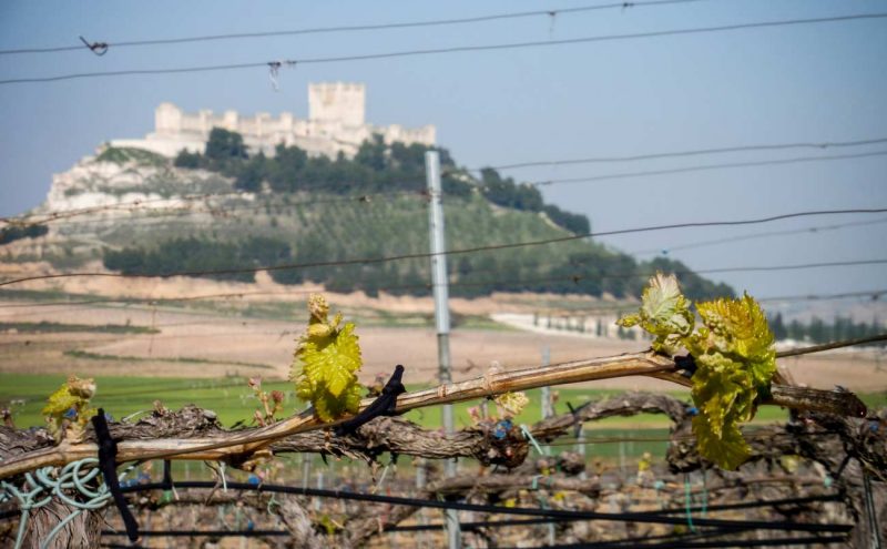 EXPERIENCIA AMBIVIUM ribera de duero Pago de Carreovejas castillo de peñafiel
