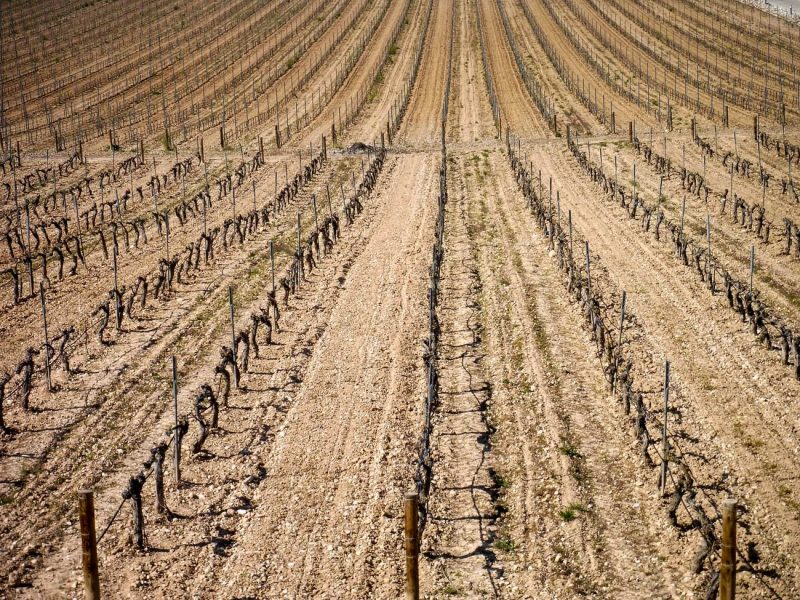 vinya del Pago de Carreovejas