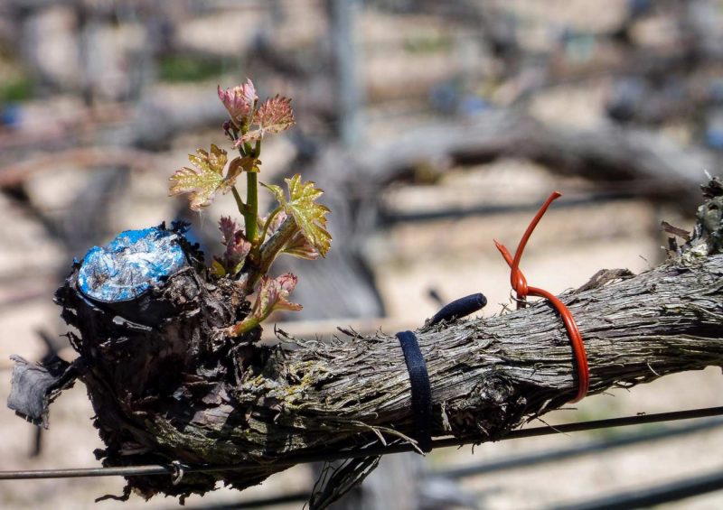 la vid de pago de carreovejas
