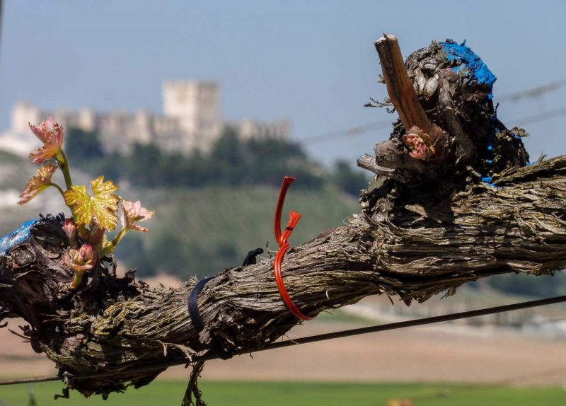 la vid de castillo de peñafiel desde pago de carreovejas