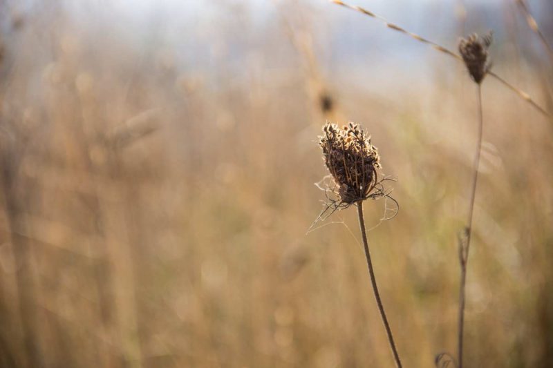 flor seca de primavera anoia comarca