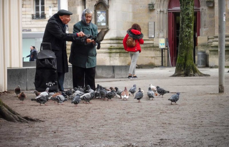 coloms palomas burdeos
