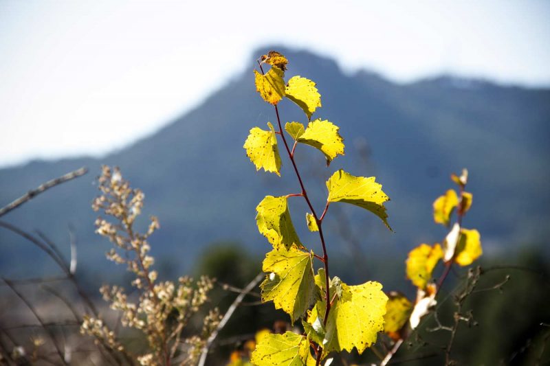 vinya verda amb la tossa de montbui