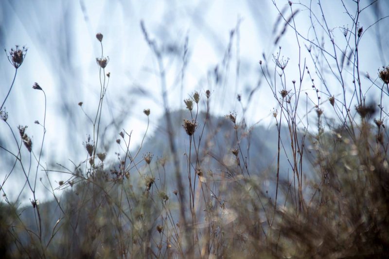 flors seques amb la tossa de montbui