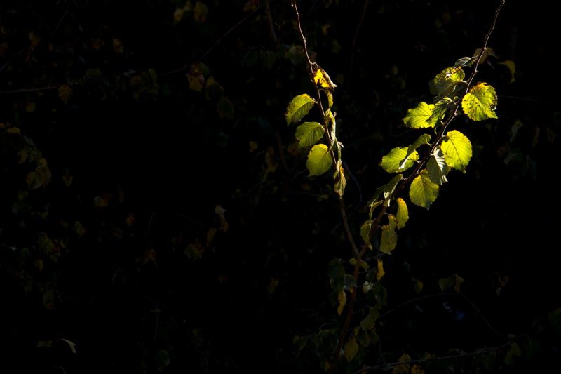 raig de llum ilumina una branca