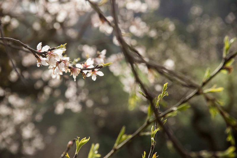 flor d'ametller a l'hivern a l'anoia