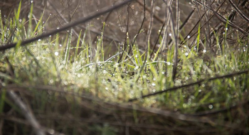 gotes d'aigua herbes