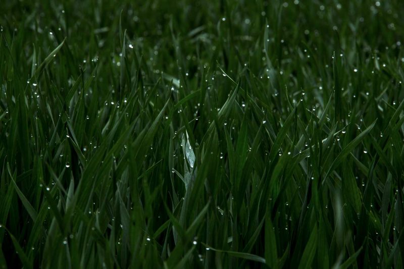 gotes d'aigua cereals