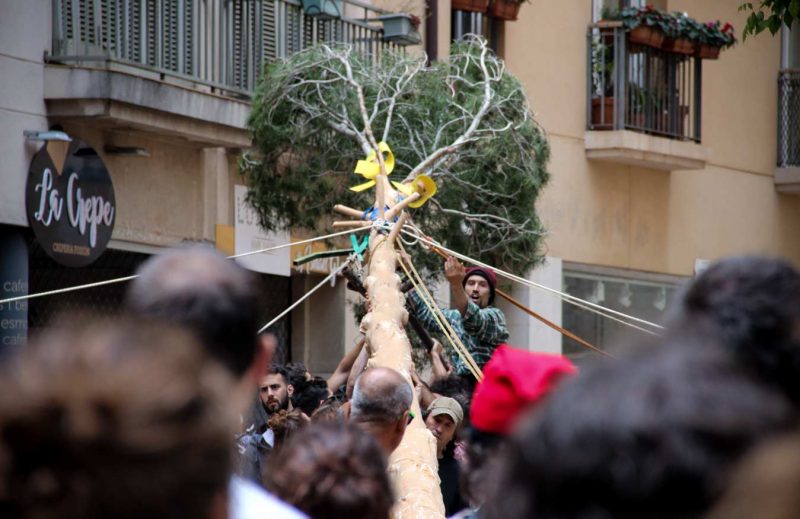 aixequeu amunt ben amunt maiu plantar el maiu plaça pius xii festa de l'arbre de maig igualada