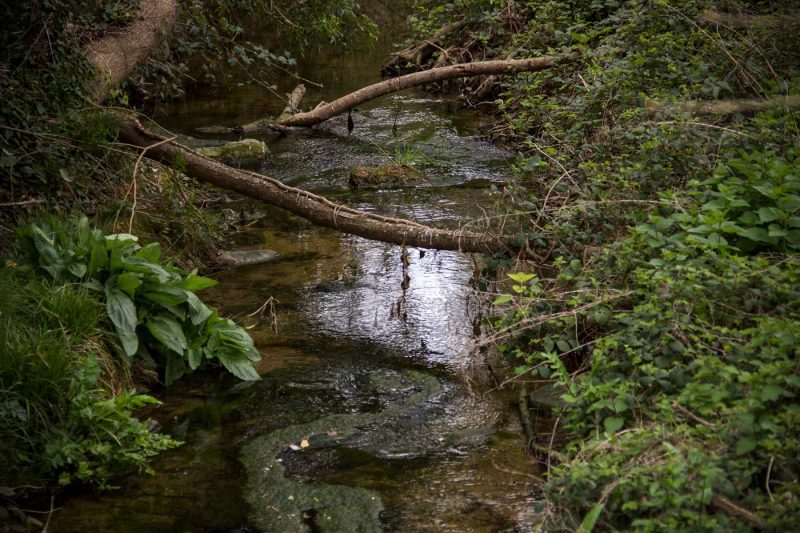 riera de copons anoia