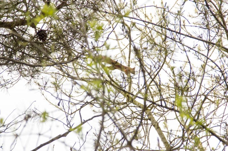 esquirol a copons anoia