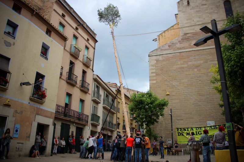 plantar el maiu plaça pius xii festa de l'arbre de maig igualada anoia cordes