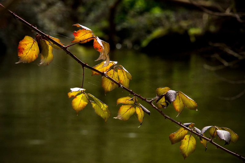 copans anoia fulles de tardor