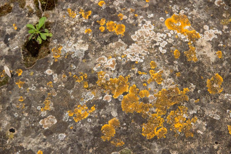 quadre abstracte a les roques natura