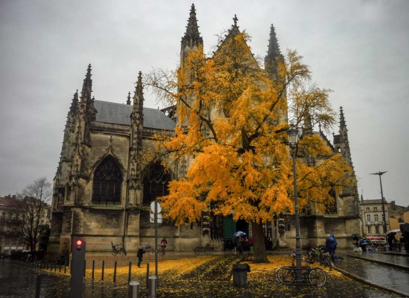 arbre groc burdeus occitania