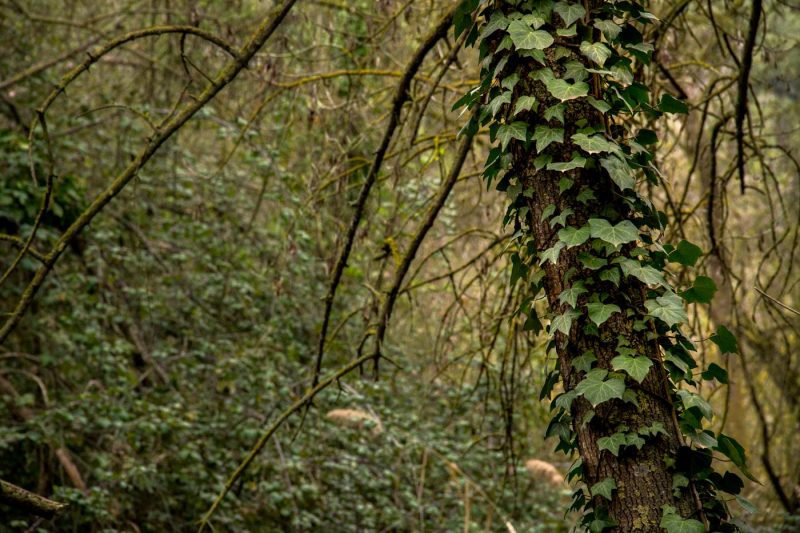 heures al bosc de copons