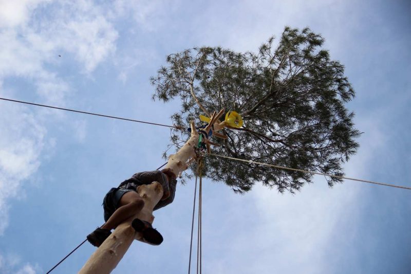 llaç groc plaça pius xii festa de l'arbre de maig igualada anoia