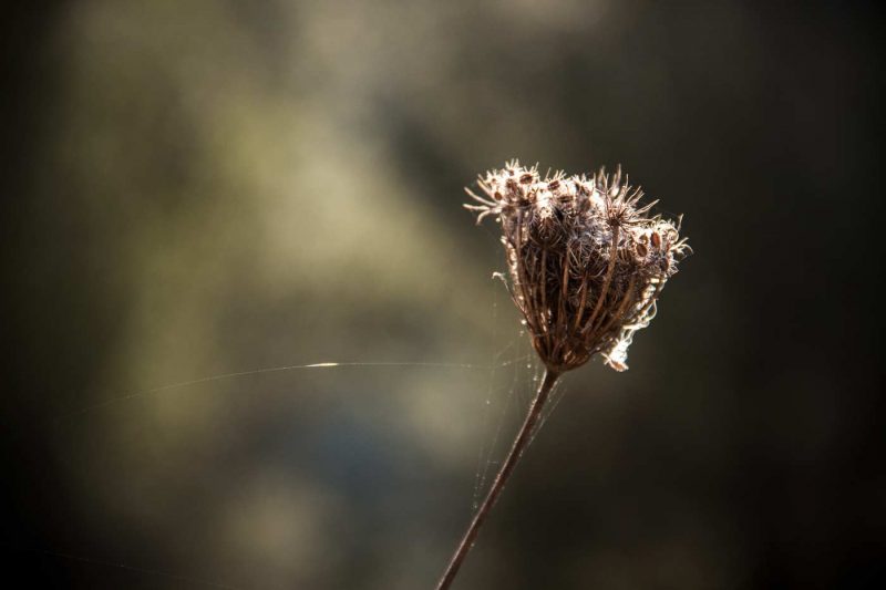 flors seques aranyes titaranys