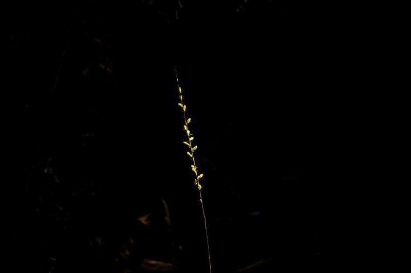 un bri de llum intensa