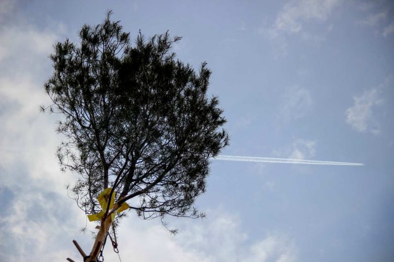 avió passant plaça pius xii festa de l'arbre de maig concurs grimpaires