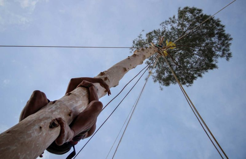 plaça pius xii festa de l'arbre de maig concurs grimpaires 2018