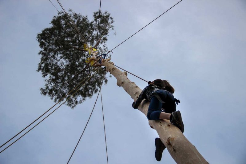 plaça pius xii festa de l'arbre de maig concurs grimpaires