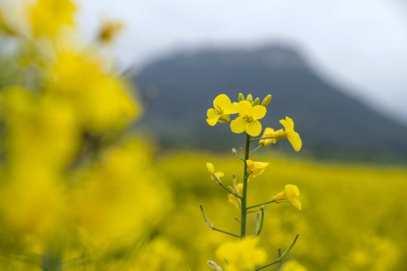 flor groga tossa de montbui