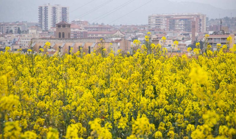 igualada vista camps colza groc vista