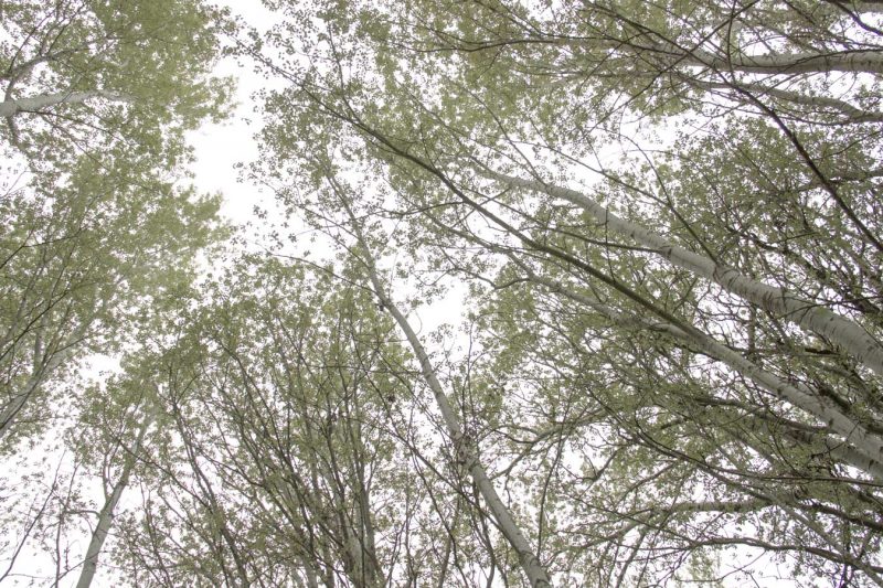 vista amunt arbrs riu anoia