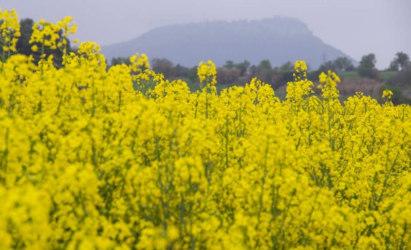 flors grogues colza tossa de montbui