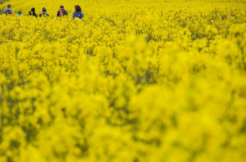 caminant entre camps de colza groc anoia