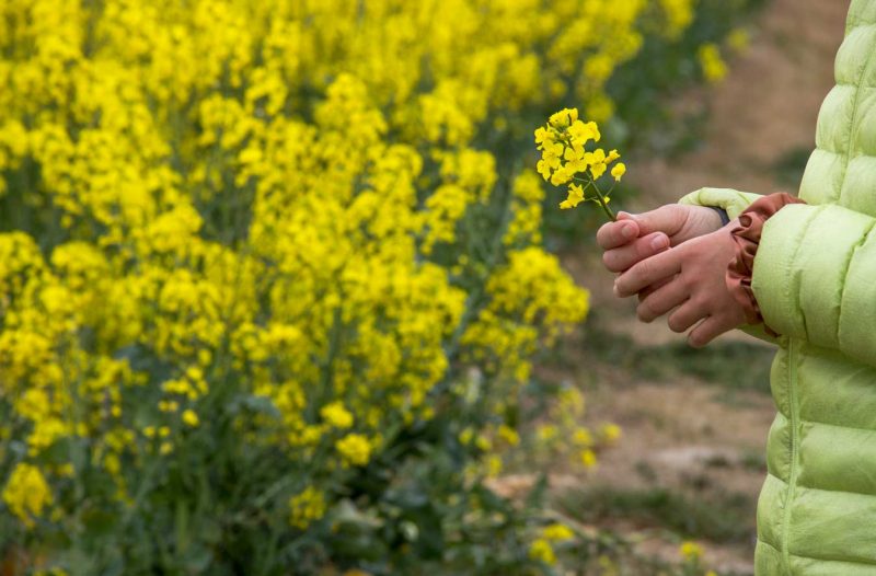 flor de colza groc groga
