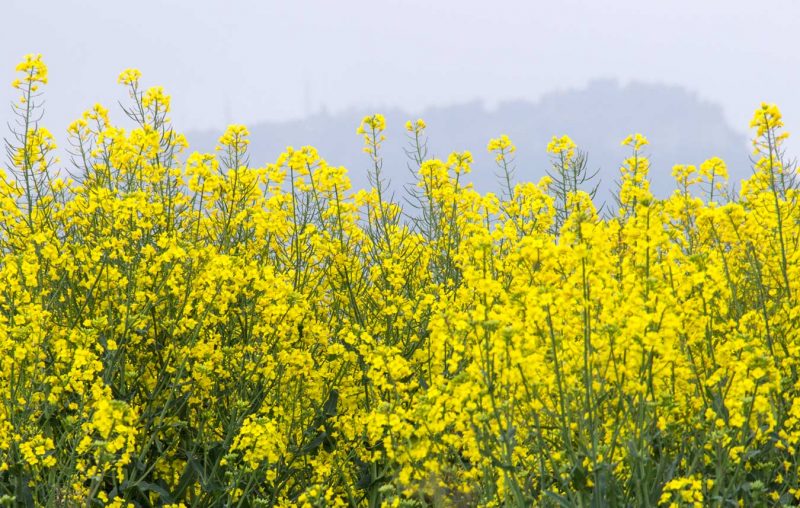 camps de colza anoia tossa de montbui