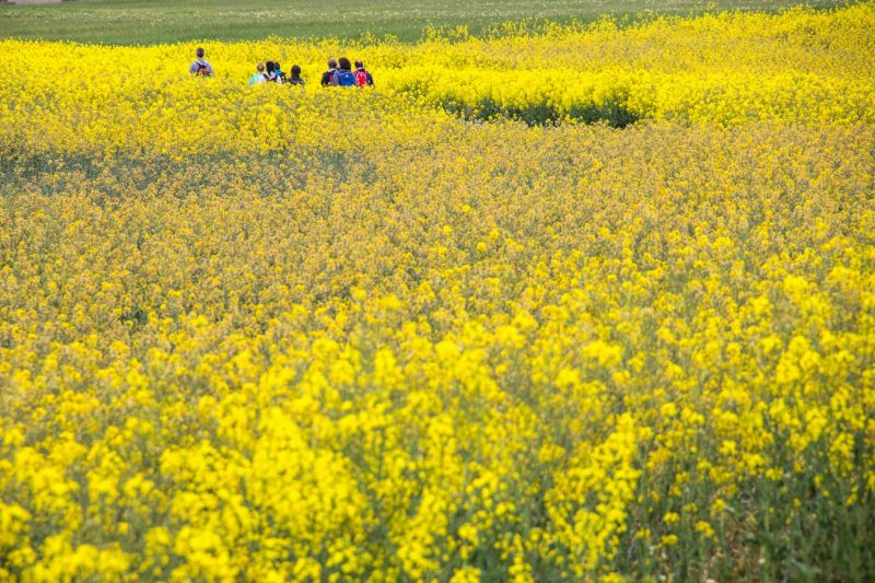 camps de colza groc anoia caminant