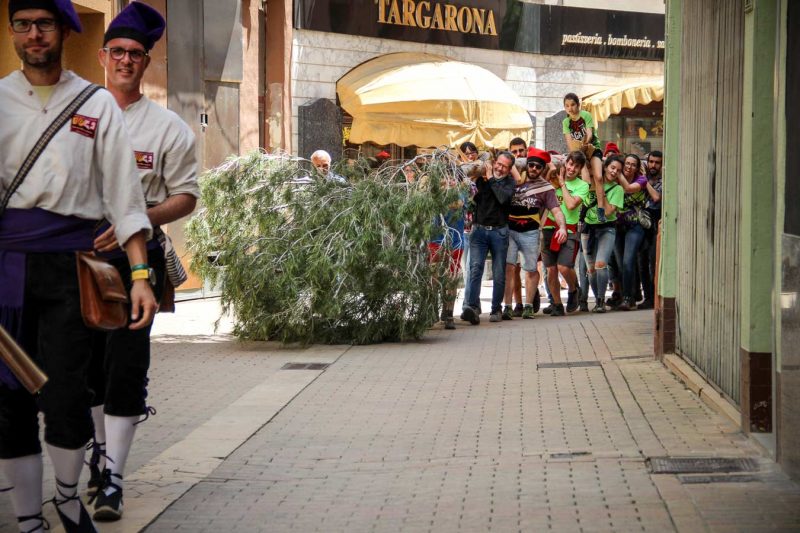 cal targarona plantar el maiu festa de l'arbre de maig igualada