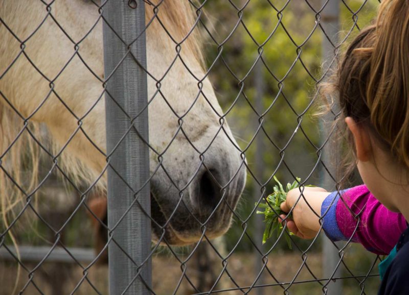donar menjar a un cavall