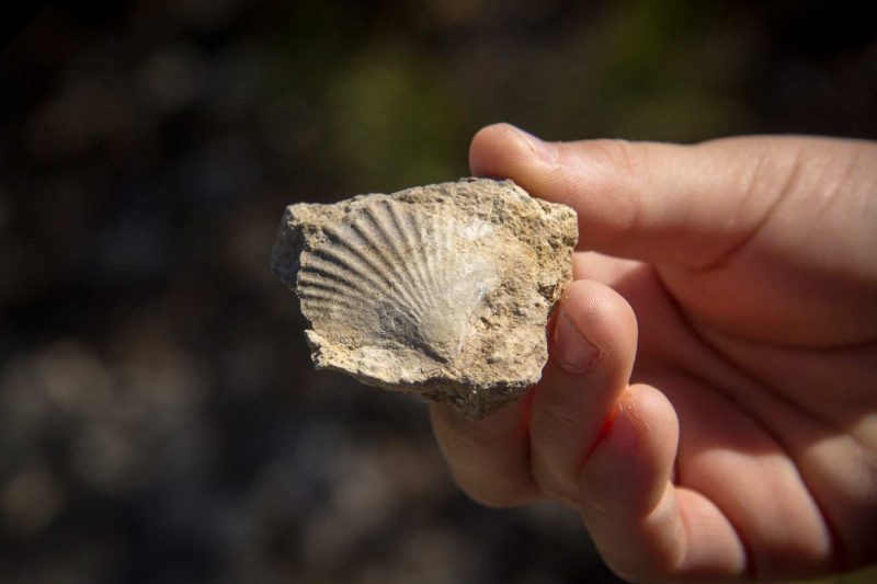 fòssil zona ermita de collbàs carme anoia