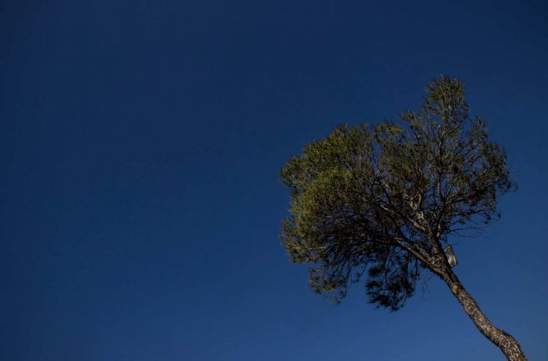 arbre a l'ermita de collbàs carme anoia