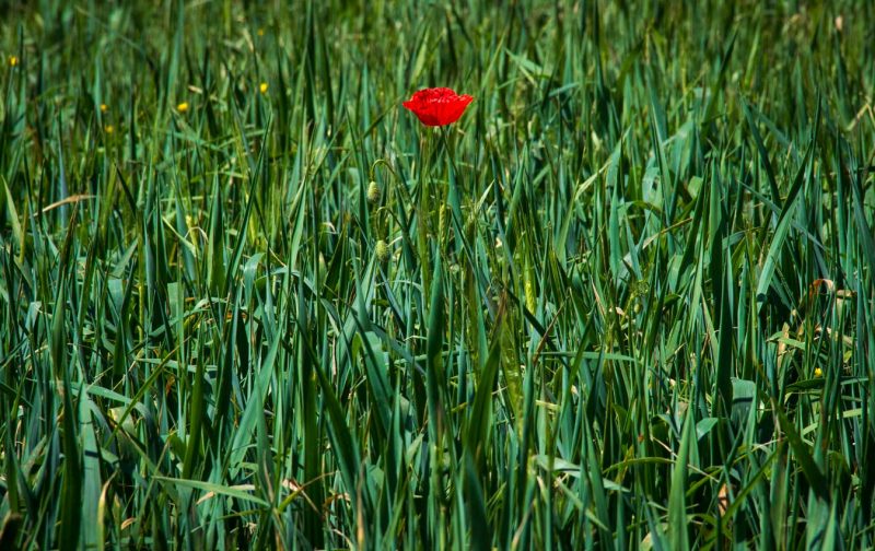 una sola rosella pipiripip